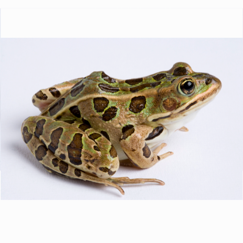 A frog